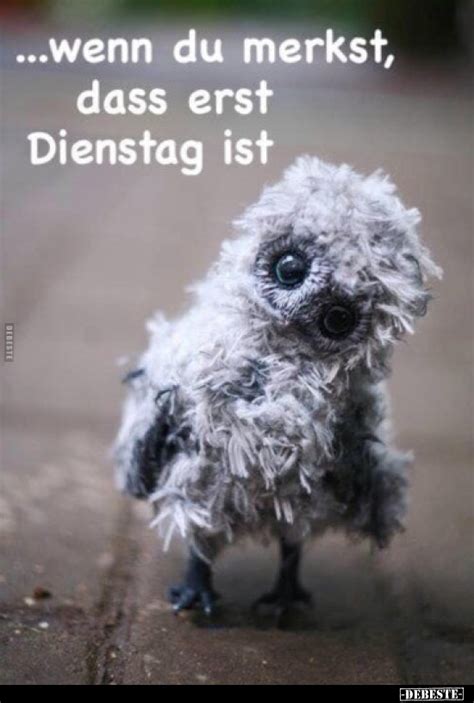 lustige bilder zum dienstag